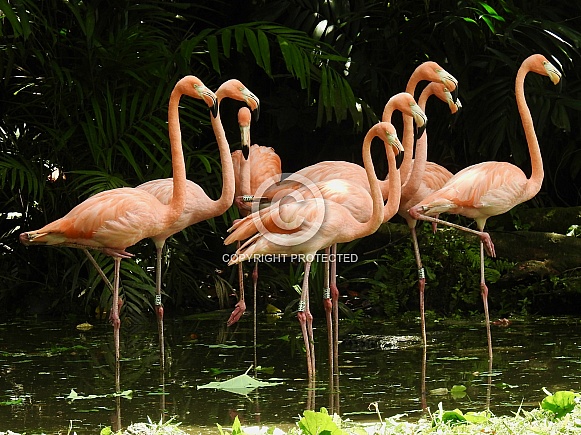 Flamingos