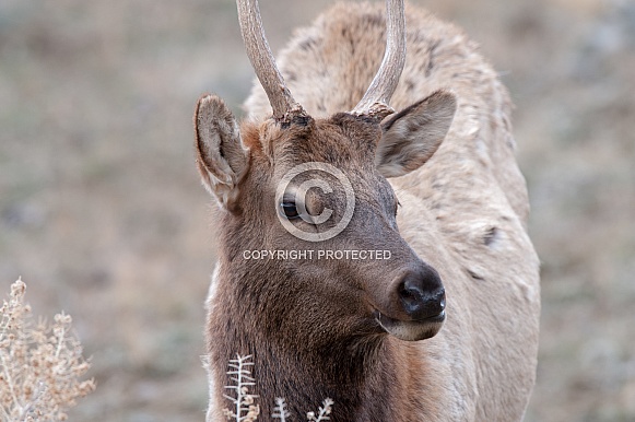 Wild spike bull elk Wild spike bull elk