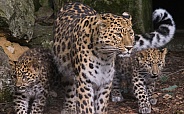 Amur Leopard and cubs
