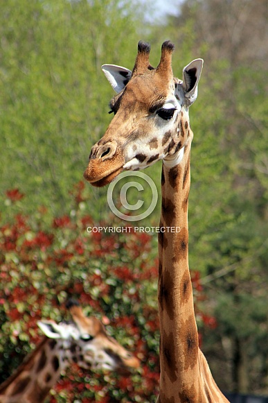 Nubian giraffe (Giraffa camelopardalis camelopardalis)