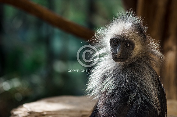 Wispy haired monkey portrait