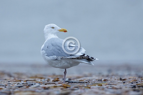 Gull and Gulls