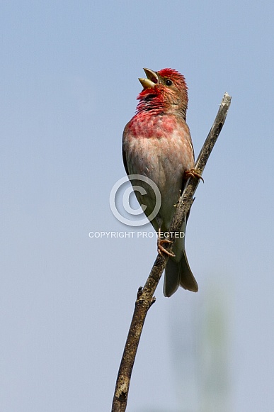The common rosefinch