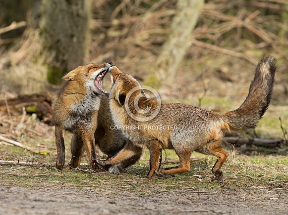 Red foxes
