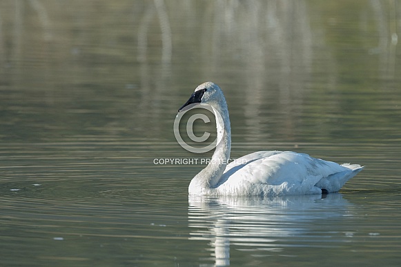 The trumpeter swan (Cygnus buccinator)
