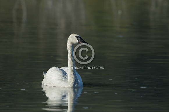 The trumpeter swan (Cygnus buccinator)
