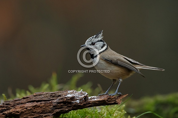 The crested tit or European crested tit (
