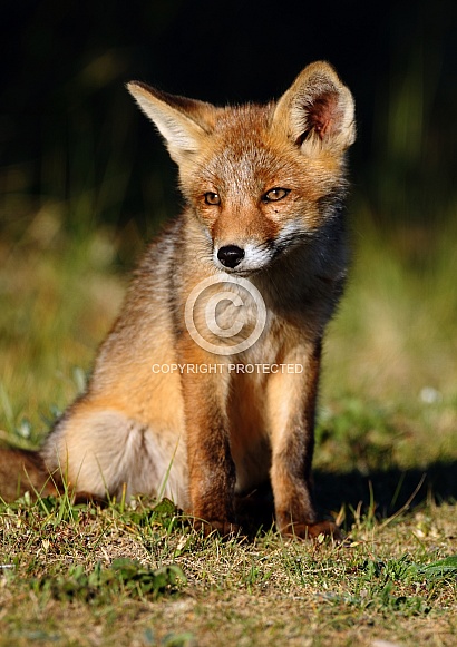 Red Fox cub