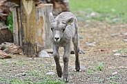 Big Horn Sheep, lamb
