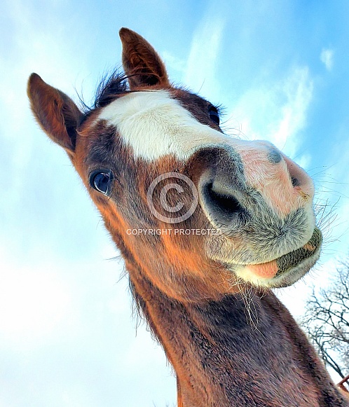 Horse Muzzle