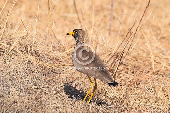 African Wattled Lapwing/Wattled Plover