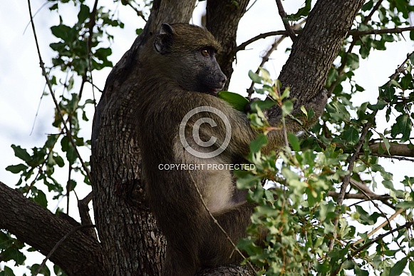 Baboon in tree