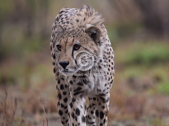 Cheetahs starring