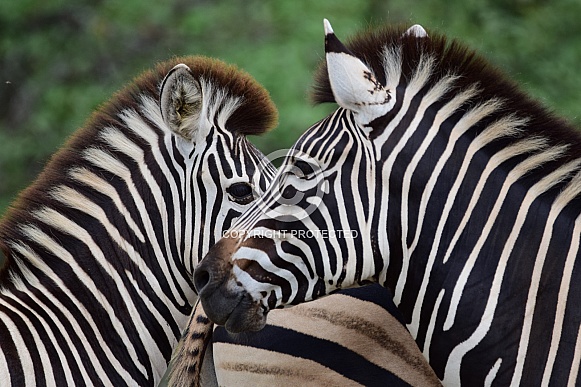 Zebras in wild