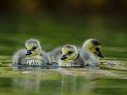 Canada Goose Chicks/Goslings