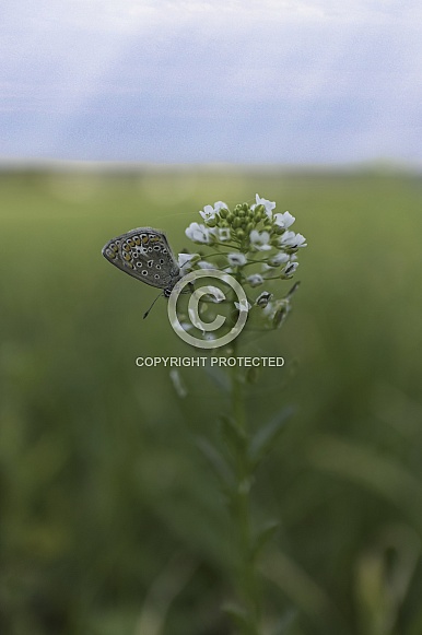 common Blue Butterfly