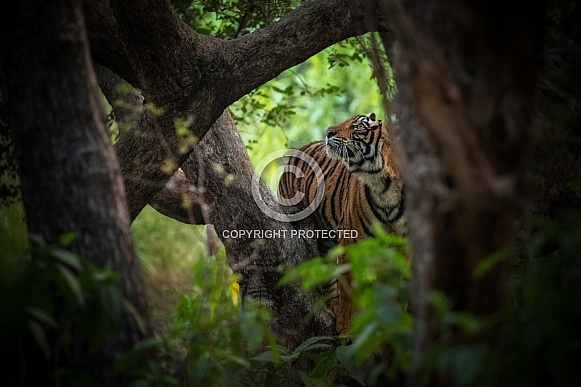 Beautiful tiger in the nature habitat. Tiger pose in amazing light. Wildlife scene with wild animal. Indian wildlife. Indian tiger. Panthera tigris tigris.