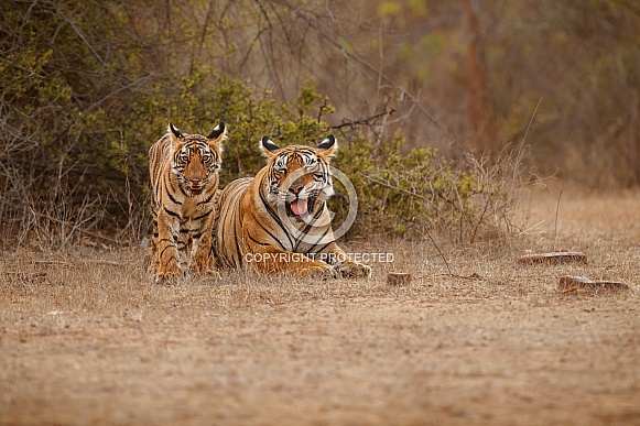 Beautiful tiger in the nature habitat. Tiger pose in amazing light. Wildlife scene with wild animal. Indian wildlife. Indian tiger. Panthera tigris tigris.