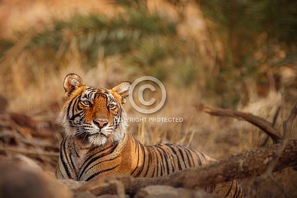 Beautiful tiger in the nature habitat. Tiger pose in amazing light. Wildlife scene with wild animal. Indian wildlife. Indian tiger. Panthera tigris tigris.