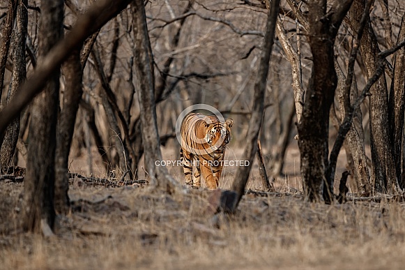 Beautiful tiger in the nature habitat. Tiger pose in amazing light. Wildlife scene with wild animal. Indian wildlife. Indian tiger. Panthera tigris tigris.