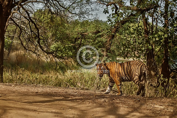 Beautiful tiger in the nature habitat. Tiger pose in amazing light. Wildlife scene with wild animal. Indian wildlife. Indian tiger. Panthera tigris tigris.