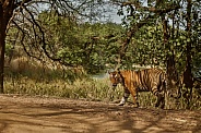 Beautiful tiger in the nature habitat. Tiger pose in amazing light. Wildlife scene with wild animal. Indian wildlife. Indian tiger. Panthera tigris tigris.
