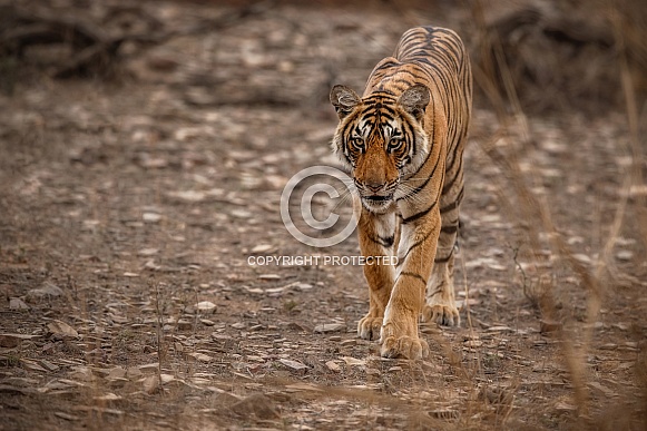 Beautiful tiger in the nature habitat. Tiger pose in amazing light. Wildlife scene with wild animal. Indian wildlife. Indian tiger. Panthera tigris tigris.