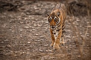 Beautiful tiger in the nature habitat. Tiger pose in amazing light. Wildlife scene with wild animal. Indian wildlife. Indian tiger. Panthera tigris tigris.