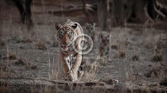 Beautiful tiger in the nature habitat. Tiger pose in amazing light. Wildlife scene with wild animal. Indian wildlife. Indian tiger. Panthera tigris tigris.