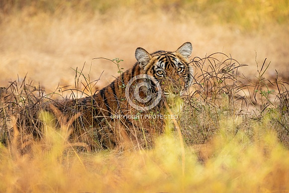 Beautiful tiger in the nature habitat. Tiger pose in amazing light. Wildlife scene with wild animal. Indian wildlife. Indian tiger. Panthera tigris tigris.