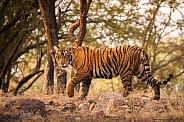 Beautiful tiger in the nature habitat. Tiger pose in amazing light. Wildlife scene with wild animal. Indian wildlife. Indian tiger. Panthera tigris tigris.