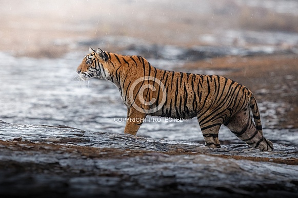 Beautiful tiger in the nature habitat. Tiger pose in amazing light. Wildlife scene with wild animal. Indian wildlife. Indian tiger. Panthera tigris tigris.