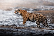 Beautiful tiger in the nature habitat. Tiger pose in amazing light. Wildlife scene with wild animal. Indian wildlife. Indian tiger. Panthera tigris tigris.