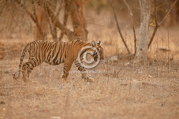 Beautiful tiger in the nature habitat. Tiger pose in amazing light. Wildlife scene with wild animal. Indian wildlife. Indian tiger. Panthera tigris tigris.