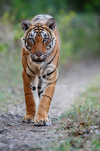 Beautiful tiger in the nature habitat. Tiger pose in amazing light. Wildlife scene with wild animal. Indian wildlife. Indian tiger. Panthera tigris tigris.
