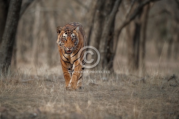 Beautiful tiger in the nature habitat. Tiger pose in amazing light. Wildlife scene with wild animal. Indian wildlife. Indian tiger. Panthera tigris tigris.