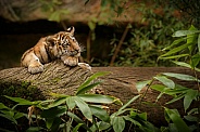 Beautiful tiger in the nature habitat. Tiger pose in amazing light. Wildlife scene with wild animal. Indian wildlife. Indian tiger. Panthera tigris tigris.