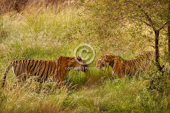 Beautiful tiger in the nature habitat. Tiger pose in amazing light. Wildlife scene with wild animal. Indian wildlife. Indian tiger. Panthera tigris tigris.