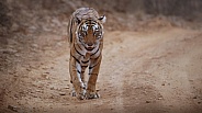 Beautiful tiger in the nature habitat. Tiger pose in amazing light. Wildlife scene with wild animal. Indian wildlife. Indian tiger. Panthera tigris tigris.