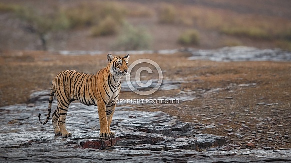 Beautiful tiger in the nature habitat. Tiger pose in amazing light. Wildlife scene with wild animal. Indian wildlife. Indian tiger. Panthera tigris tigris.