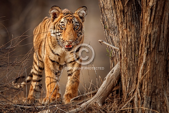 Beautiful tiger in the nature habitat. Tiger pose in amazing light. Wildlife scene with wild animal. Indian wildlife. Indian tiger. Panthera tigris tigris.
