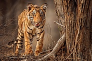 Beautiful tiger in the nature habitat. Tiger pose in amazing light. Wildlife scene with wild animal. Indian wildlife. Indian tiger. Panthera tigris tigris.