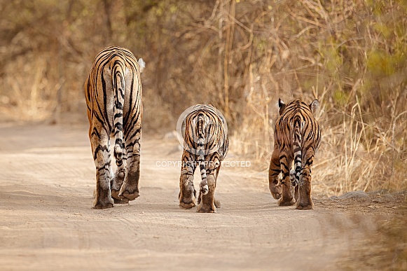 Beautiful tiger in the nature habitat. Tiger pose in amazing light. Wildlife scene with wild animal. Indian wildlife. Indian tiger. Panthera tigris tigris.