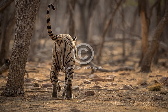 Beautiful tiger in the nature habitat. Tiger pose in amazing light. Wildlife scene with wild animal. Indian wildlife. Indian tiger. Panthera tigris tigris.