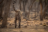 Beautiful tiger in the nature habitat. Tiger pose in amazing light. Wildlife scene with wild animal. Indian wildlife. Indian tiger. Panthera tigris tigris.
