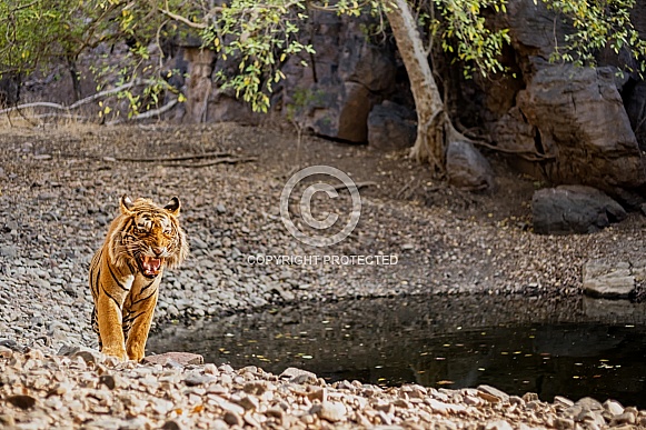 Beautiful tiger in the nature habitat. Tiger pose in amazing light. Wildlife scene with wild animal. Indian wildlife. Indian tiger. Panthera tigris tigris.