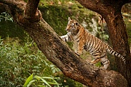 Beautiful tiger in the nature habitat. Tiger pose in amazing light. Wildlife scene with wild animal. Indian wildlife. Indian tiger. Panthera tigris tigris.