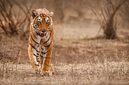 Beautiful tiger in the nature habitat. Tiger pose in amazing light. Wildlife scene with wild animal. Indian wildlife. Indian tiger. Panthera tigris tigris.