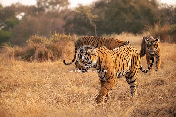 Beautiful tiger in the nature habitat. Tiger pose in amazing light. Wildlife scene with wild animal. Indian wildlife. Indian tiger. Panthera tigris tigris.