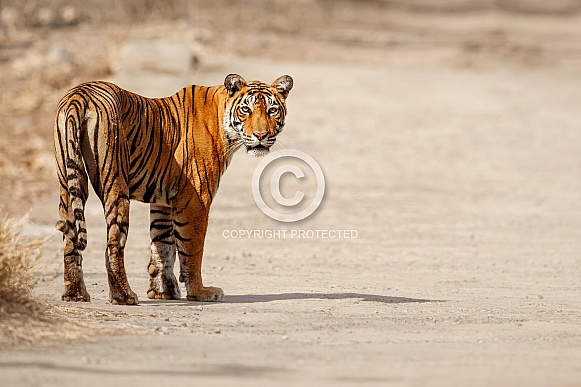 Beautiful tiger in the nature habitat. Tiger pose in amazing light. Wildlife scene with wild animal. Indian wildlife. Indian tiger. Panthera tigris tigris.